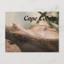 Recherche de serpent venimeux cartes postales Zoo