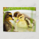 Recherche de de cannette cartes postales Canard