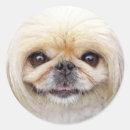 Recherche de photo loisirs créatifs Photo de chien