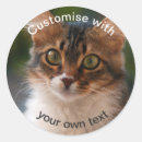 Recherche de chat aux yeux verts autocollants Chaton