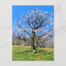 Recherche de arbre fruitier cartes postales Fleur