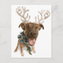 Recherche de dressing cartes postales Chien