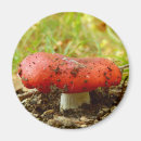 Recherche de champignons rouges magnets Automne