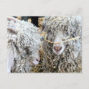 Recherche de angora cartes postales Chèvre