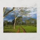 Recherche de acacia cartes postales Image en couleur