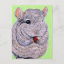 Recherche de chinchilla cartes postales Rongeur