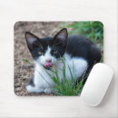 Recherche de chatons tapis souris Toute personne