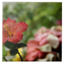 Recherche de polynésie française carreaux Île