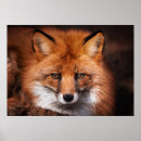 Recherche de renard rouge bébé posters Nature