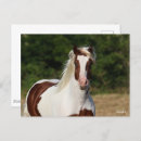 Recherche de cheval pinto cartes postales Animal
