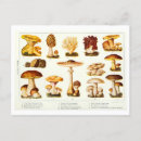 Recherche de champignon comestible cartes postales Botanique