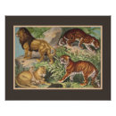 Recherche de chat tigre posters Zoo