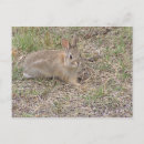 Recherche de bébé lapin cartes postales Cottontail