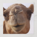 Recherche de chameau invitations Animal