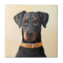 Recherche de dobermann carreaux Dobie