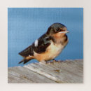 Recherche de hirondelles puzzles Hirondelle de grange