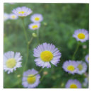 Recherche de fleurs blanches carreaux Fleur blanche