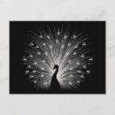 Recherche de paon blanc cartes postales Beau