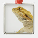 Recherche de de dragon ornements Coquilles