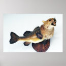 Recherche de poisson chat posters Faune