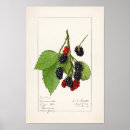 Recherche de nature blackberry posters Fruit