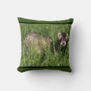 Recherche de de furet coussins Animaux