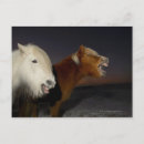 Recherche de images de cheval cartes postales Cowboy