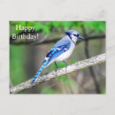 Recherche de blue jay anniversaire cartes Oiseau