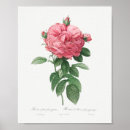 Recherche de fleurs géantes Rose