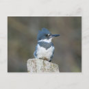 Recherche de martin pêcheur cartes postales Nature