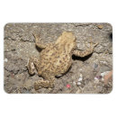 Recherche de crapaud magnets Nature