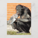 Recherche de chimpanzé drôle cartes postales Chimpanzés