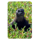 Recherche de equateur magnets Galapagos