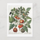 Recherche de tomatoe cartes postales Fruit
