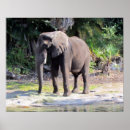 Recherche de éléphants posters Animal