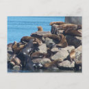 Recherche de otarie cartes postales Animal