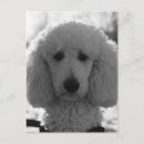 Recherche de de caniche cartes postales Photographie