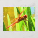 Recherche de ailes libellule cartes postales Mouche