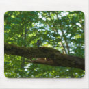 Recherche de vert forêt tapis souris Faune