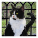 Recherche de peinture de chat posters Chaton