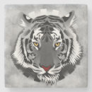 Recherche de tigre blanc dessous de verres Tigres