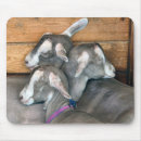 Recherche de chèvre tapis souris Bétail