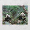 Recherche de pandas géants cartes postales Chengdu