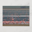 Recherche de flamant cartes postales Tanzanie