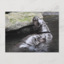 Recherche de hippo cartes postales Safari