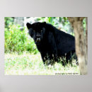 Recherche de jaguar photographie Faune