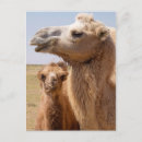 Recherche de camelus Camelus bactrianus