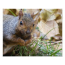 Recherche de écureuil photographie Rongeur