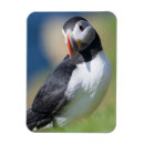 Recherche de oiseau macareux magnets Animal