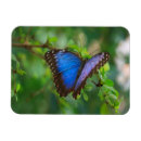 Recherche de papillon bleu de morpho magnets Beau